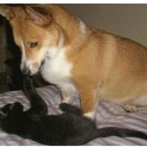 Meet your Posher, Rose